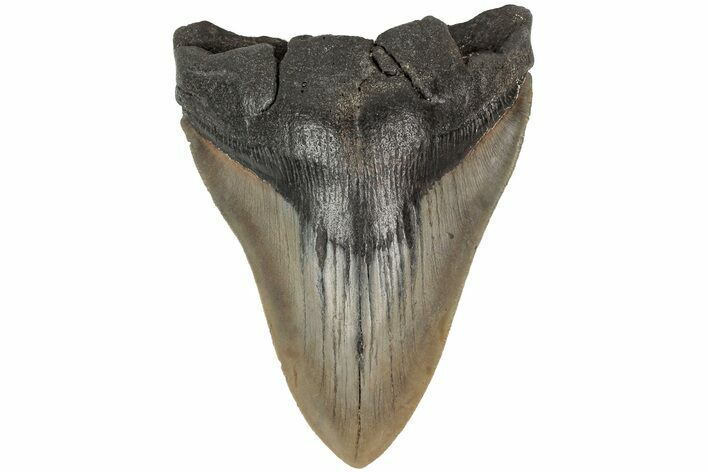 Serrated, Fossil Megalodon Tooth - South Carolina #204586